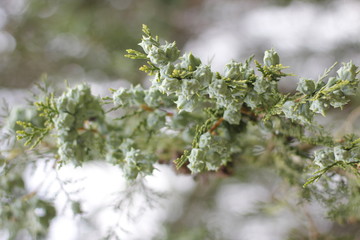 Vegetation in an urban park