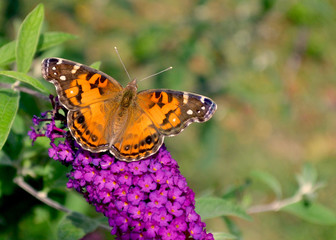  Closeup of an beautiful American Lady butterfly (Vanessa virginiensis) perched on butterfly bush (Buddleja). Copy space.