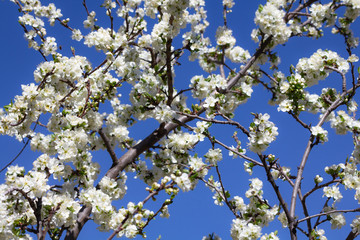 White plum flowers on blue background