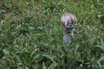 Vegetation in an urban park
