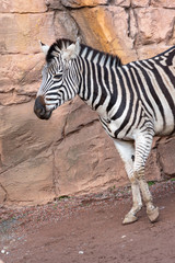 Fototapeta na wymiar Zebra against a stone wall 