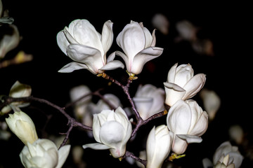 white magnolia flower blooming beautifully at night.
