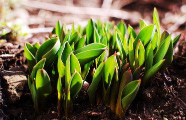 Slender spring tulips bloom outdoors