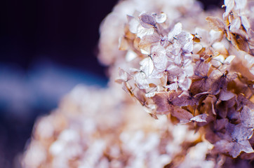 Cute and lovely hydrangea flowers