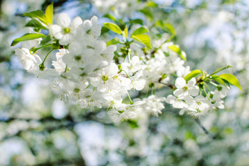 Lovely delicate cherry blossom in warm spring weather for background