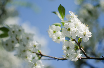 Lovely delicate cherry blossom in warm spring weather for background