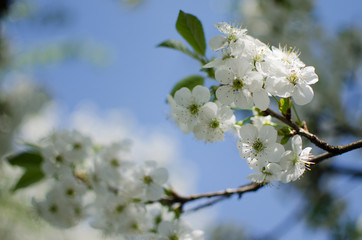 Lovely delicate cherry blossom in warm spring weather for background