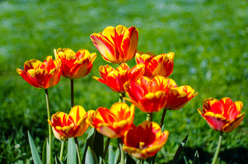 Slender spring tulips bloom outdoors
