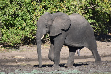 Obraz premium African elephant in Chobe National Park, Botswana