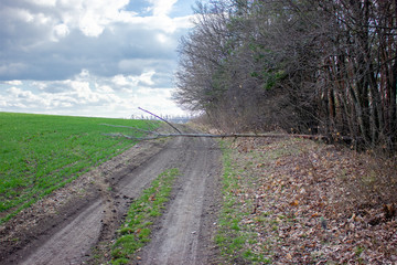 Unpaved dirt road with fallen dry wood due to windy weather, Drive through the field with green wheat, car tracks on the field, sunny spring day and beautiful clouds.