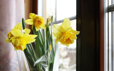 yellow flowers of daffodils on the background of a window in the village