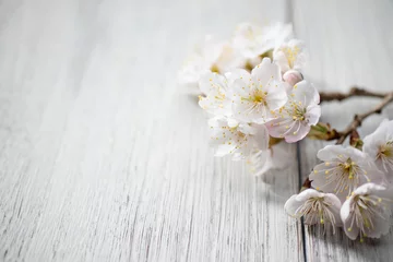Foto auf Acrylglas 満開の桜 © 歌うカメラマン