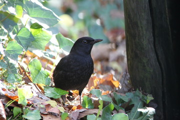 Eine Amsel