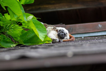 Saguinus oedipus cotton-top tamarin animal on rooftop, one of the smallest primates playing, very funny monkeys