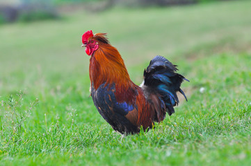 Big rooster on a meadow. Organic chickens are free to walk around