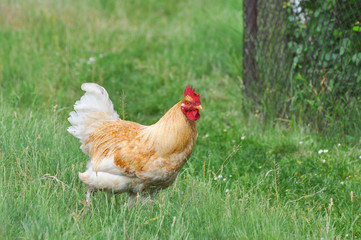 Big rooster on a meadow. Organic chickens are free to walk around