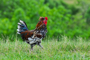 Big rooster on a meadow. Organic chickens are free to walk around