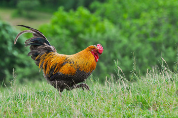 Big rooster on a meadow. Organic chickens are free to walk around