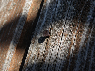 Rusty nail in an old wooden wall. Building materials and repairs.