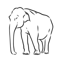 vector illustration of an elephant