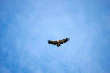 Aves