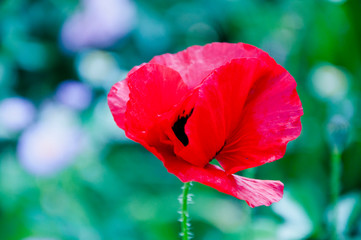 Obraz premium Nasiona maku zawierają morfinę i kodeinę. leki. symbol snu, pokoju i śmierci. kwiat opium. czerwony kwiat maku. piękno wiosenno-letniej przyrody. mak wojennej pamięci