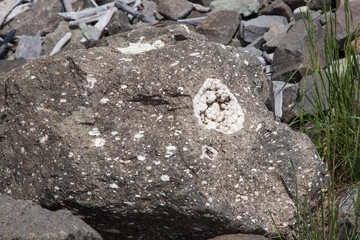 White Crystals Growing on a Boulder