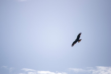 Aves