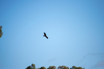 Aves