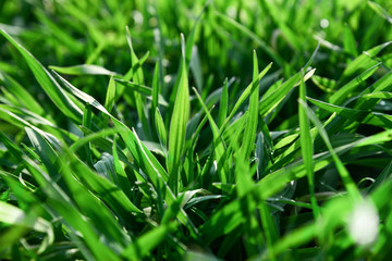 green grass with water drops early morning