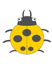 ladybug on white background