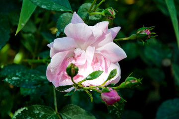 bouquet of pink peonies. beautiful natural pink peonies. concept of coziness and comfort. Fresh bunch of peony. peony. Beautiful flowers of peonies. Lots of pretty and romantic flowers in floral shop