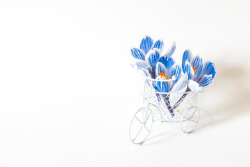 Miniature Bicycle decorated with blue crocuses on a white background