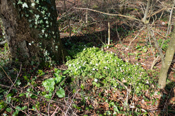 Erstes Grün mit Buschwindröschen im Wald