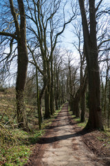 Obraz premium Der Weg im Klauser Wäldchen