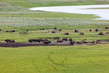 Hayden Valley View with Bison