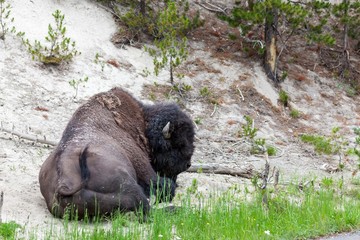 Sleeping Bison in Yellowstone