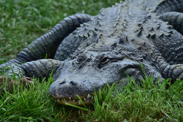 Gator Waiting