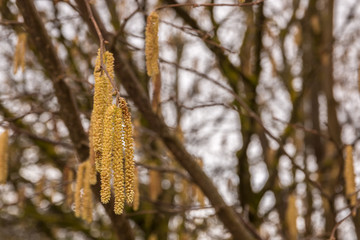 Hazelnut tree with a lot of big yellow hazelnut pollen