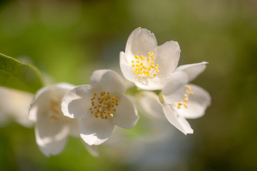 White flowers on green background in summer macro