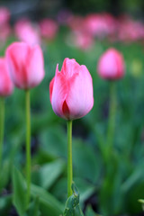 tulip in garden 