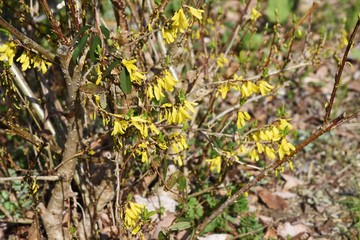 Forsythia(Golden bell) has many yellow four-petal flowers in thin branches in early spring.