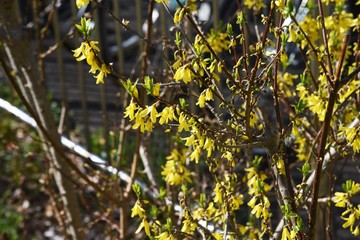 Forsythia(Golden bell) has many yellow four-petal flowers in thin branches in early spring.