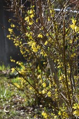 Forsythia(Golden bell) has many yellow four-petal flowers in thin branches in early spring.