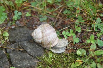 Die Weinbergschnecke