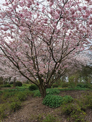 Kirschblüten im MüGa-Park in Mülheim an der Ruhr