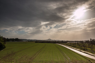 Obraz premium Green agricultural field with green plants and the cloudy sky