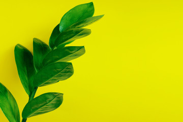 Fototapeta na wymiar Blurry image of green plant. Botanical background, copy space for text. 