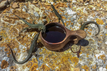 These lizards occupied my coffee cap while I was photographing an endemic Balearic Warbler. Dragonera, Mallorca, Spain.
