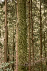 Deurstickers Tree bark with nice structures in the middle of the forest © Hacki Hackisan